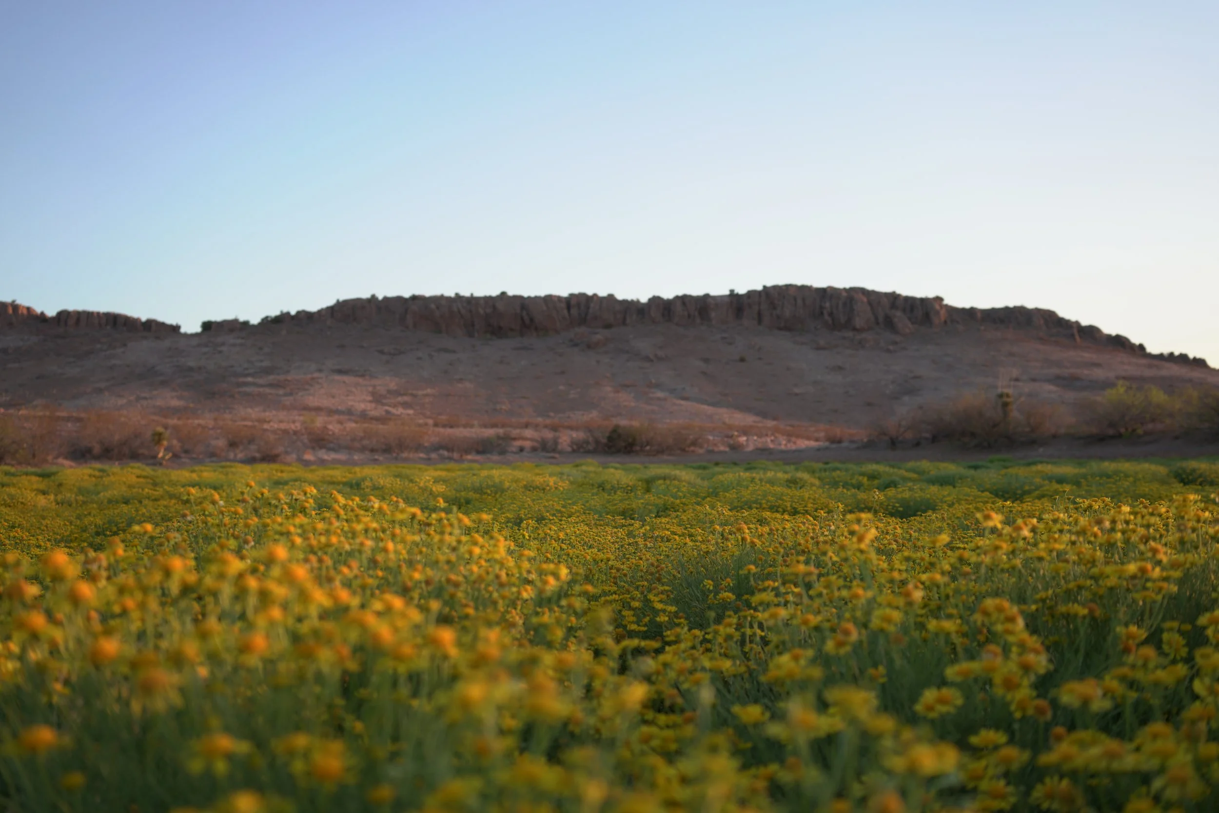 Wildflowers of CDT - 2025