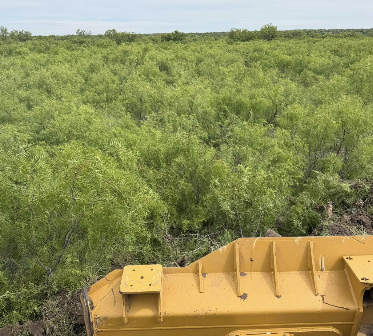 Before root plowing a pasture.