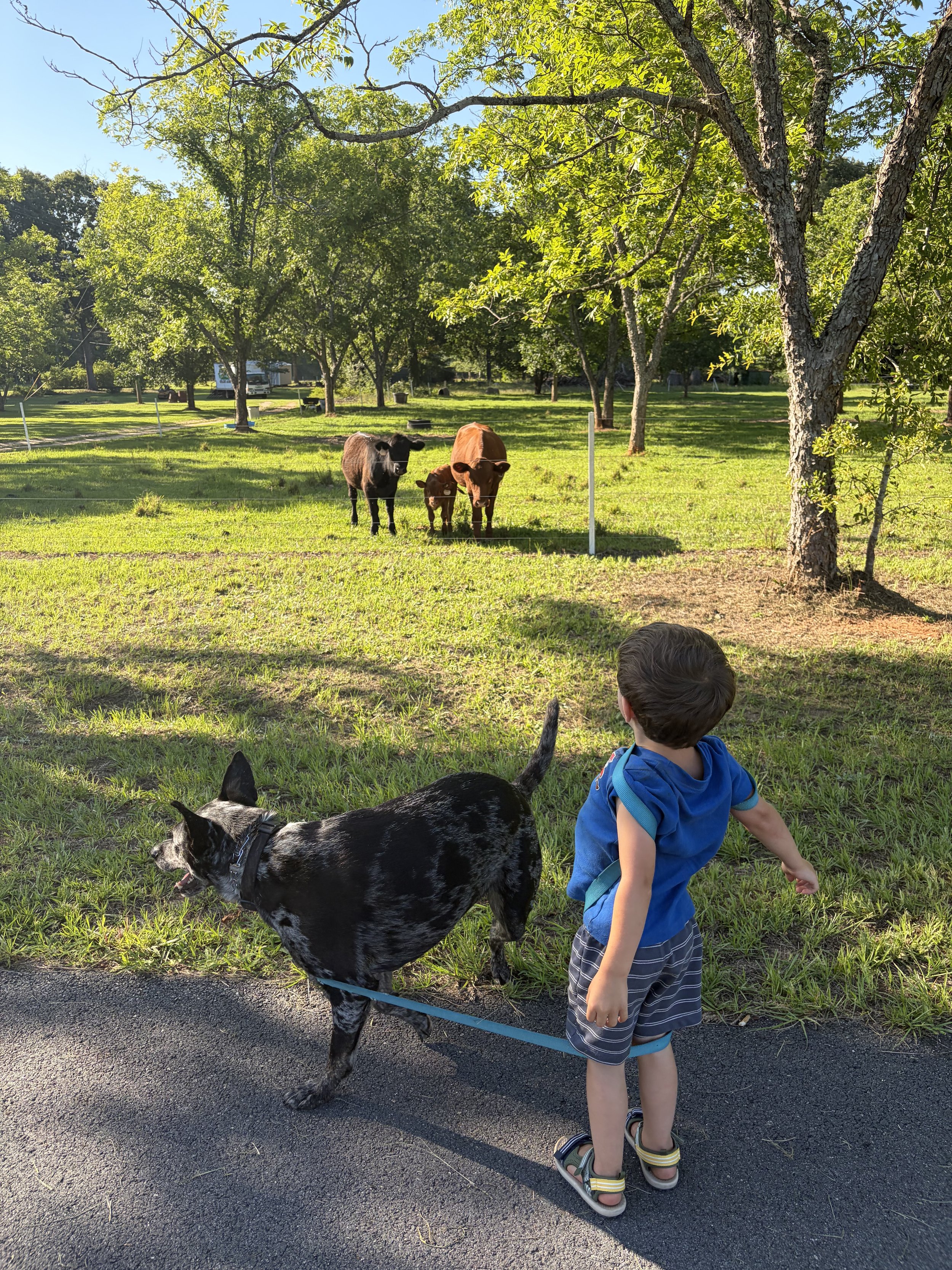 A young boy wearing a blue shirt, plaid shorts, and sandals is walking a black and white dog on a leash in a park. In the background, there are three cows, one black, one brown, and one brown and white, standing near a fenced area. The park has green grass, tall trees, and a clear blue sky.