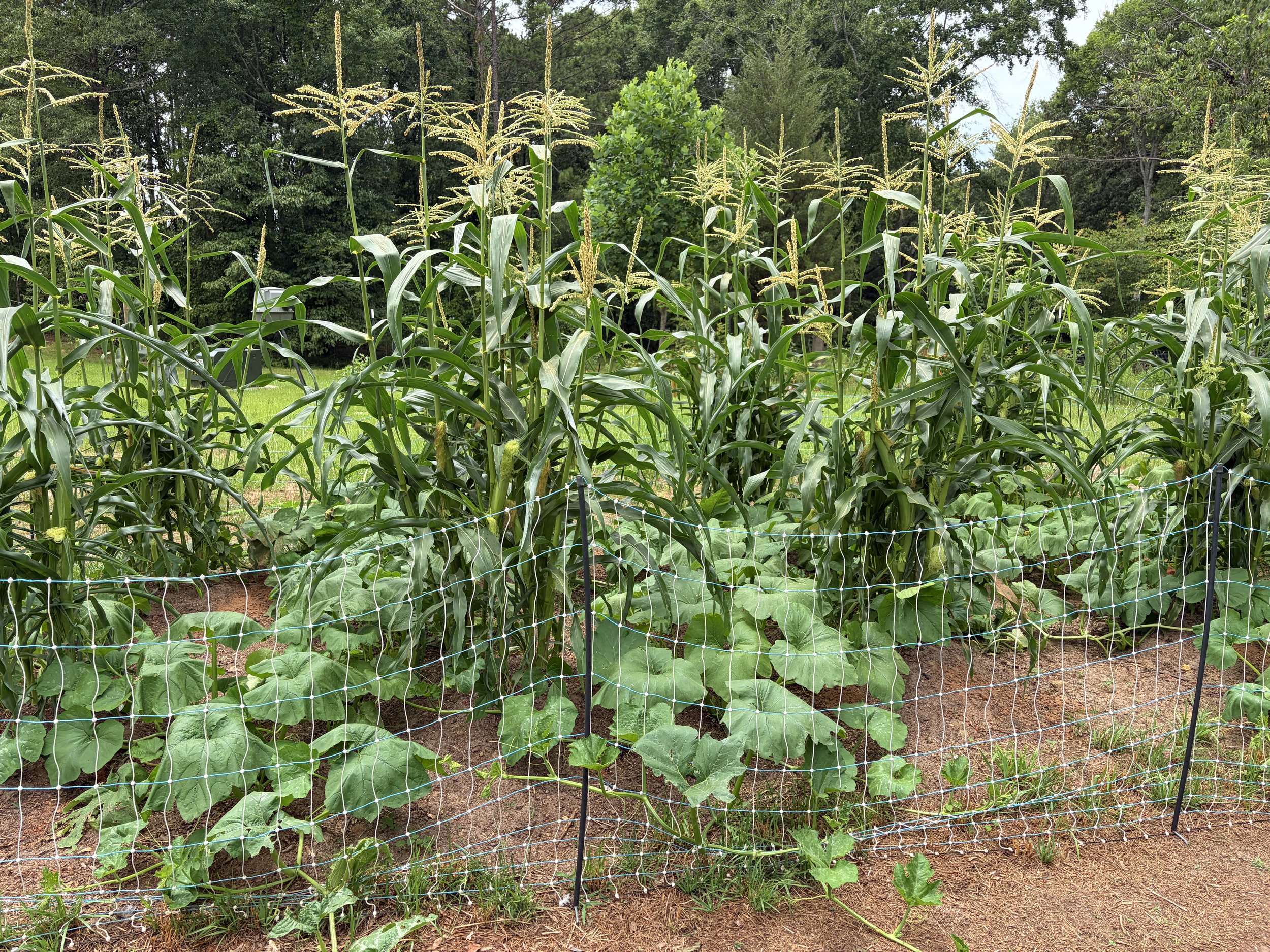 A vegetable garden with tall corn plants surrounded by green foliage and trees in the background. There is a safety net fencing around the garden beds.