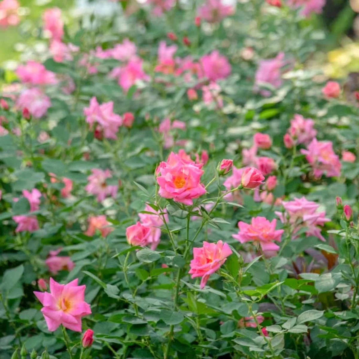 75409_Pink_Freedom_Rose_Main_SH.jpg
