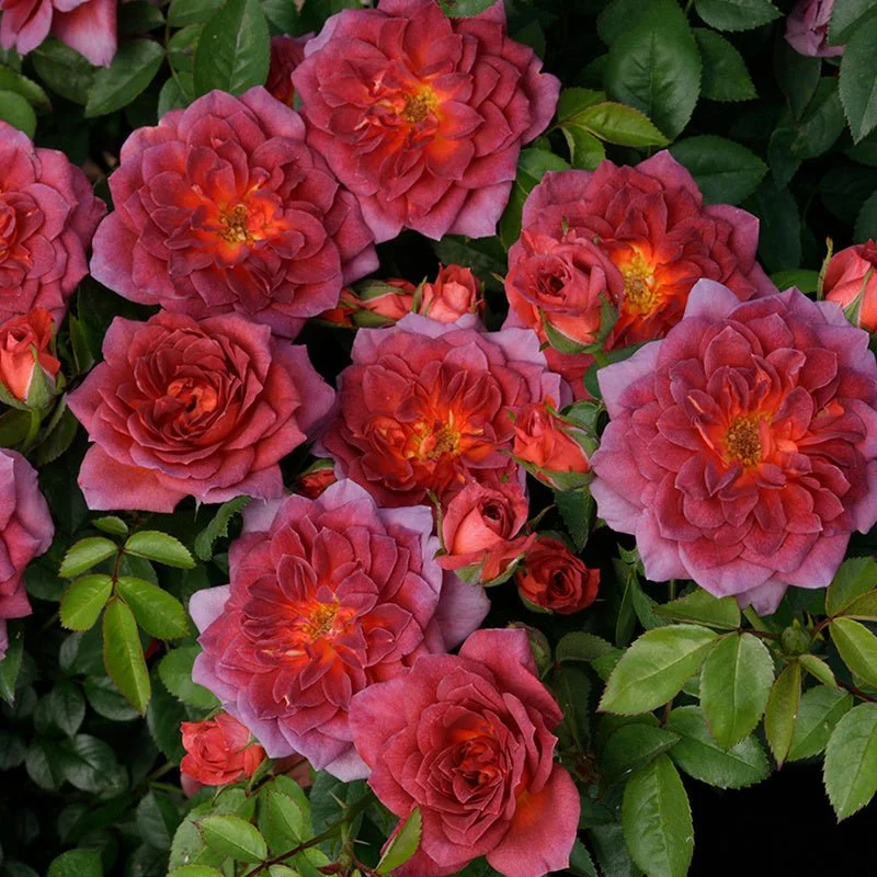 80426_MidnightFire_MiniatureRose_Main_GU.jpg