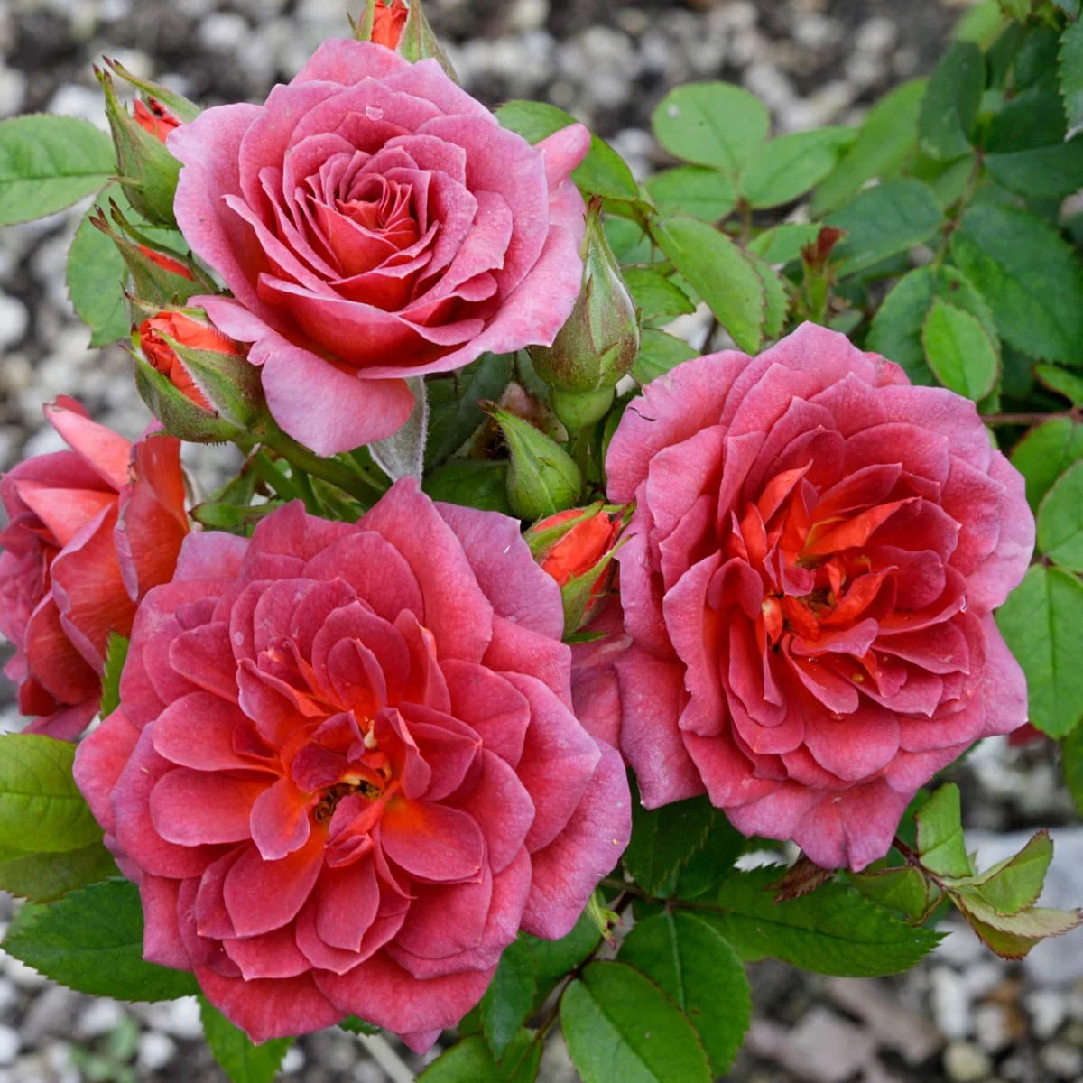99276_HALFMIDNIGHTFIRETMMINIATUREROSEOR_Alt1_KVB.jpg