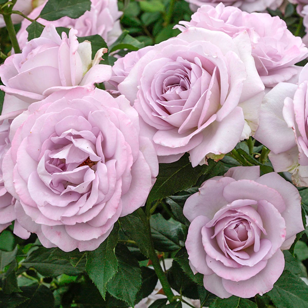 99266_HALFSILVERLININGTMFLORIBUNDAROSE_Main_KVB-1.jpg