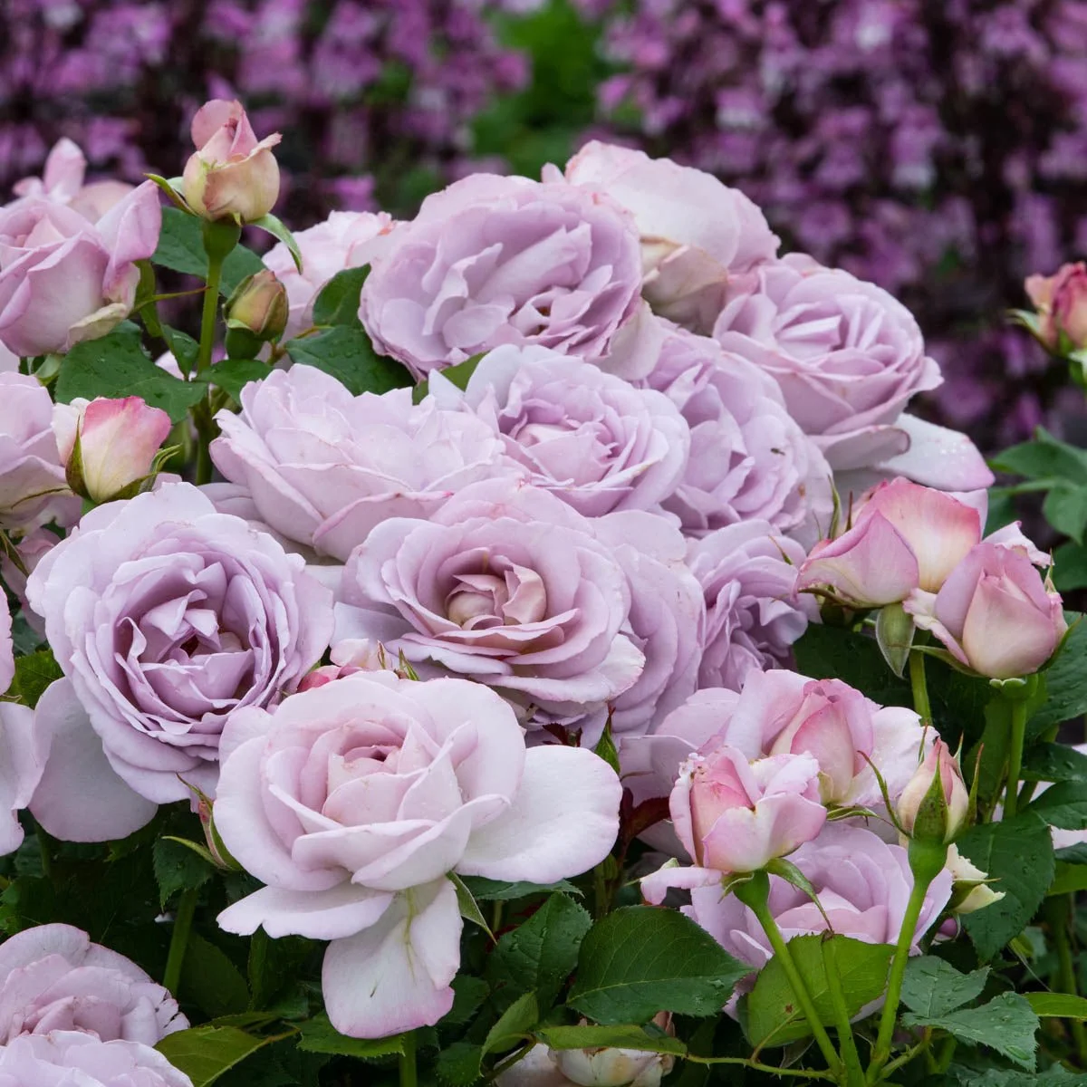 97544_HALFSilverLining_FloribundaRose_Alt2_GU.jpg