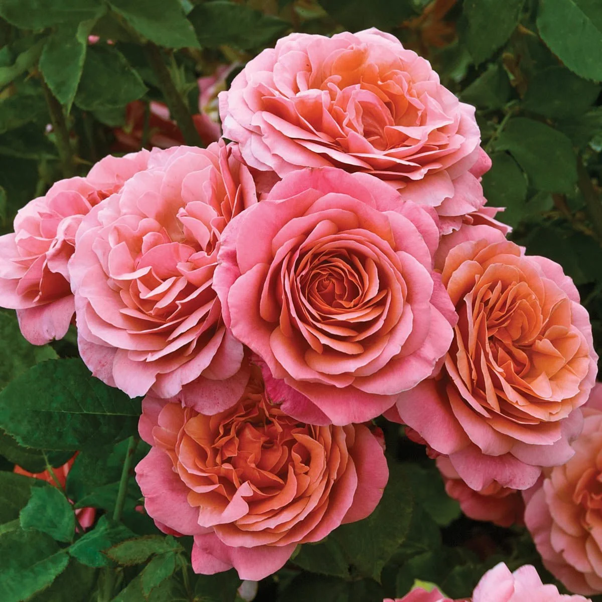 82554_UptownGirl_GrandifloraRose_Main_BR.jpg