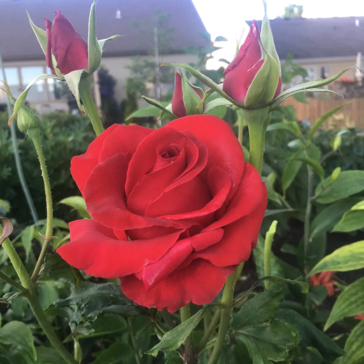 74243_VETERANSHONOR_R_HYBRIDTEAROSE_Main_HD.jpg