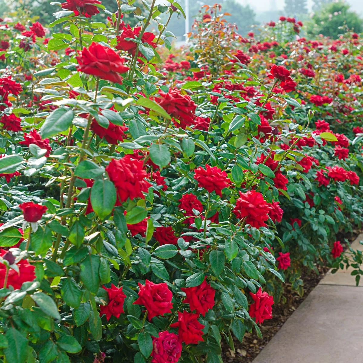 74243_VETERANSHONOR_R_HYBRIDTEAROSE_Alt1_HD.jpg