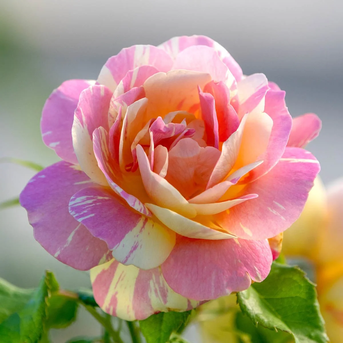 93472_POPARTTMGRANDIFLORAROSE_Alt1_BR.jpg