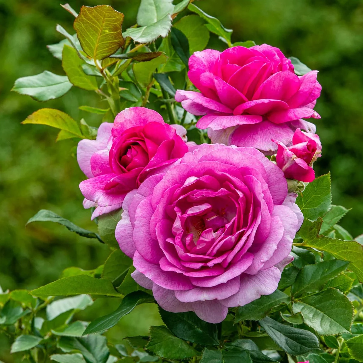88184_PerfumeFactoryRose_SAS_BR.jpg