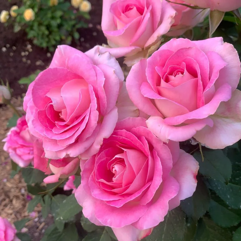 Rosa_Loveland_Trials_5283.jpg