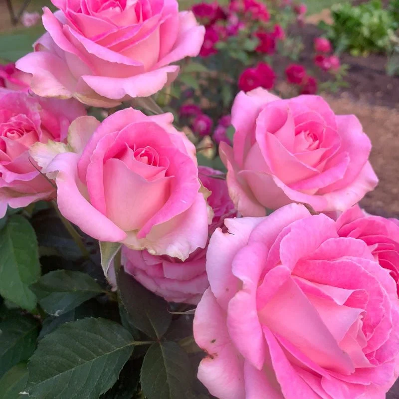 Rosa_Loveland_Trials_5281_1.jpg