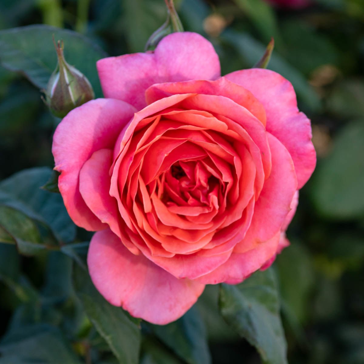 88227_MissManners_GrandifloraRose_Main_GU.jpg