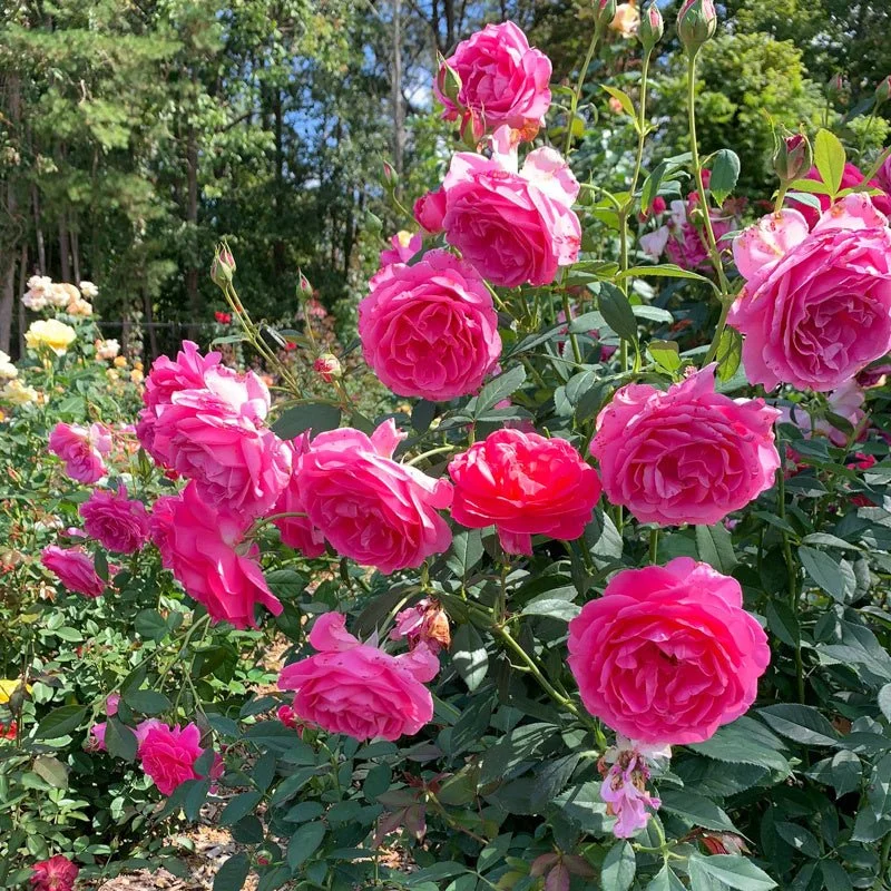Rosa_Loveland_Trials_6505.jpg