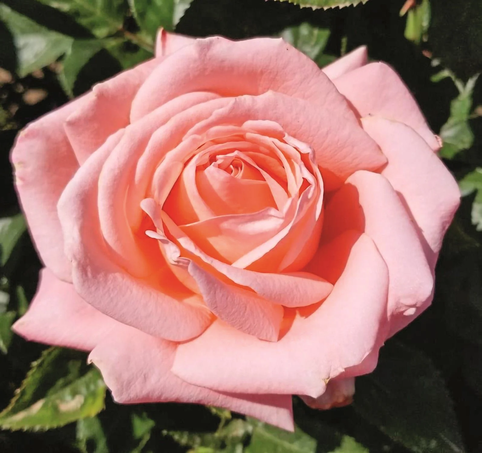 HeavenlyScented_Print.jpg