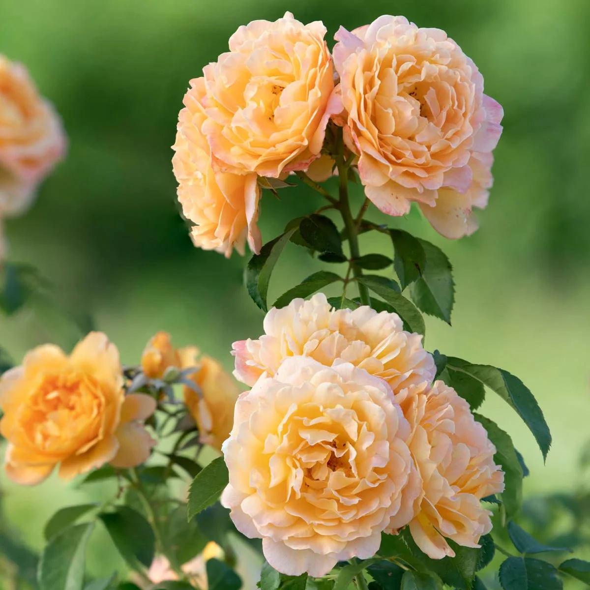 79164_ForeverAmber_FloribundaRose_Alt2_MB.jpg