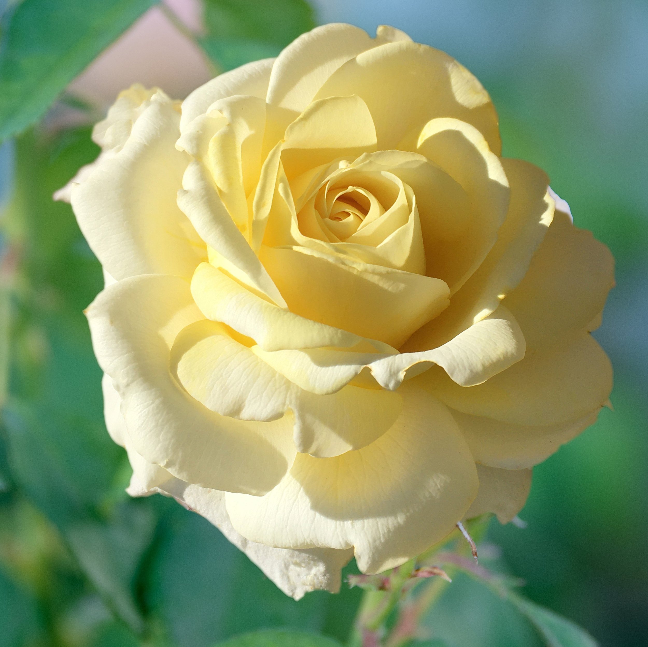 Chantilly_Cream_0892crop_1.jpg