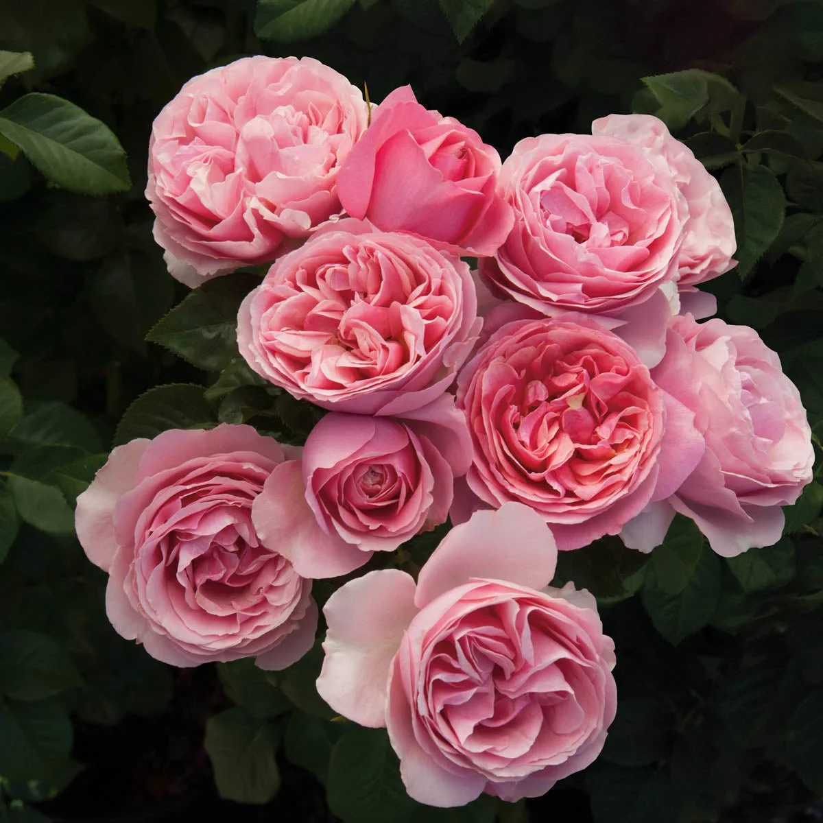 73047A_ALLDRESSEDUPTMGRANDIFLORAROSE_Main_MB.jpg