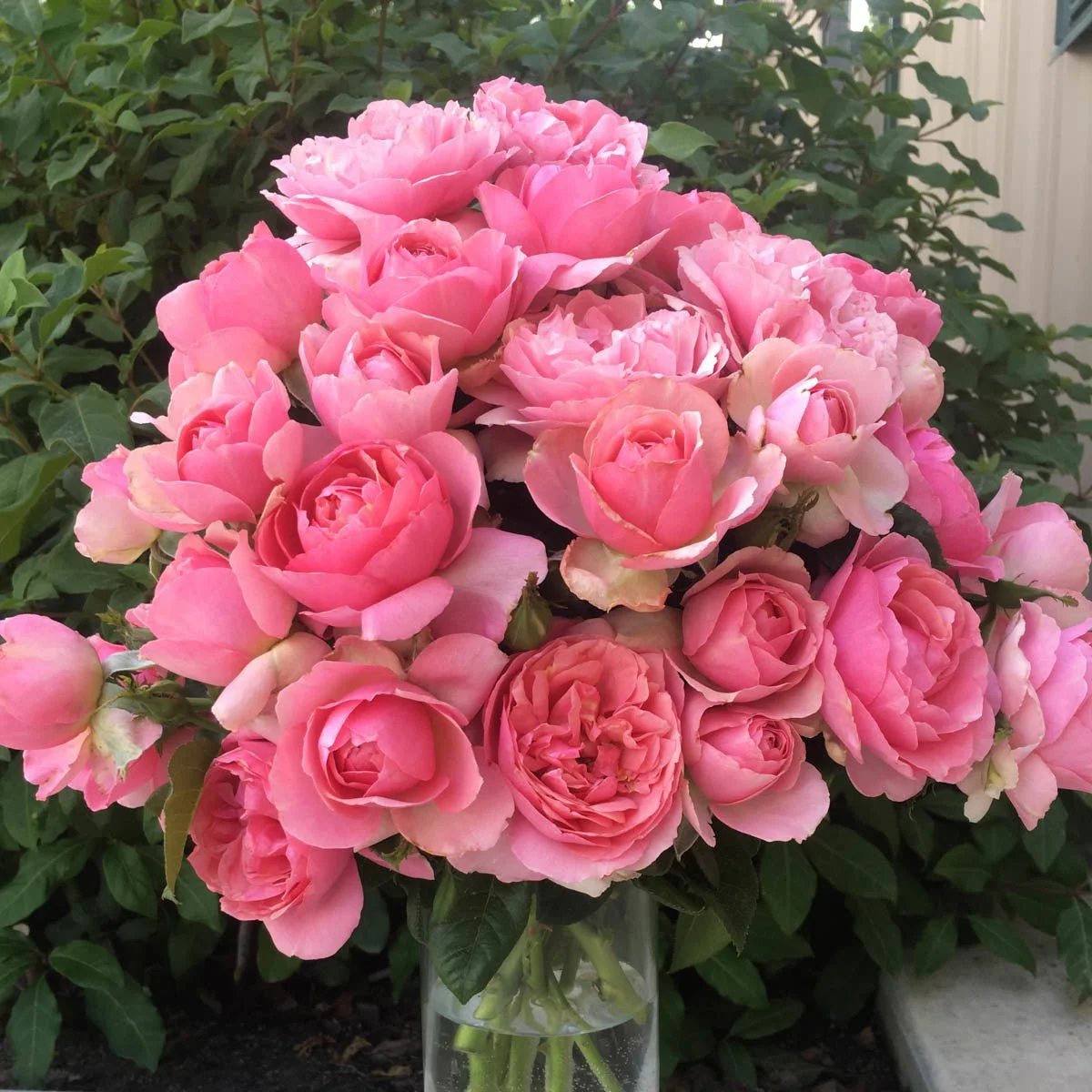 73047A_ALLDRESSEDUPTMGRANDIFLORAROSE_Alt2_MB.jpg