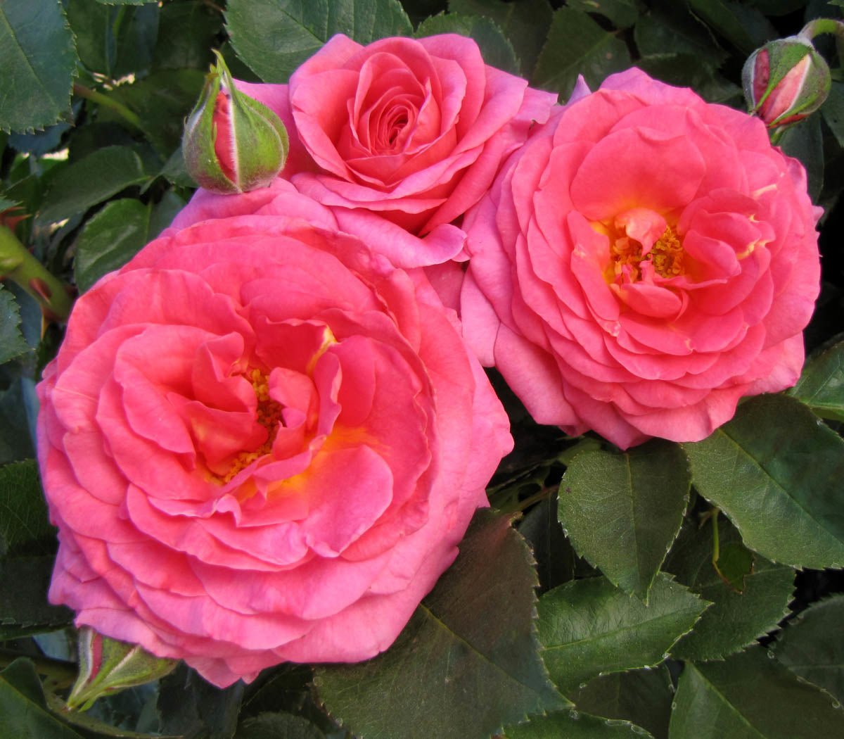 99265_HALFTIMEAFTERTIMETMFLORIBUNDAROSE_Alt1_KVB-1.jpg