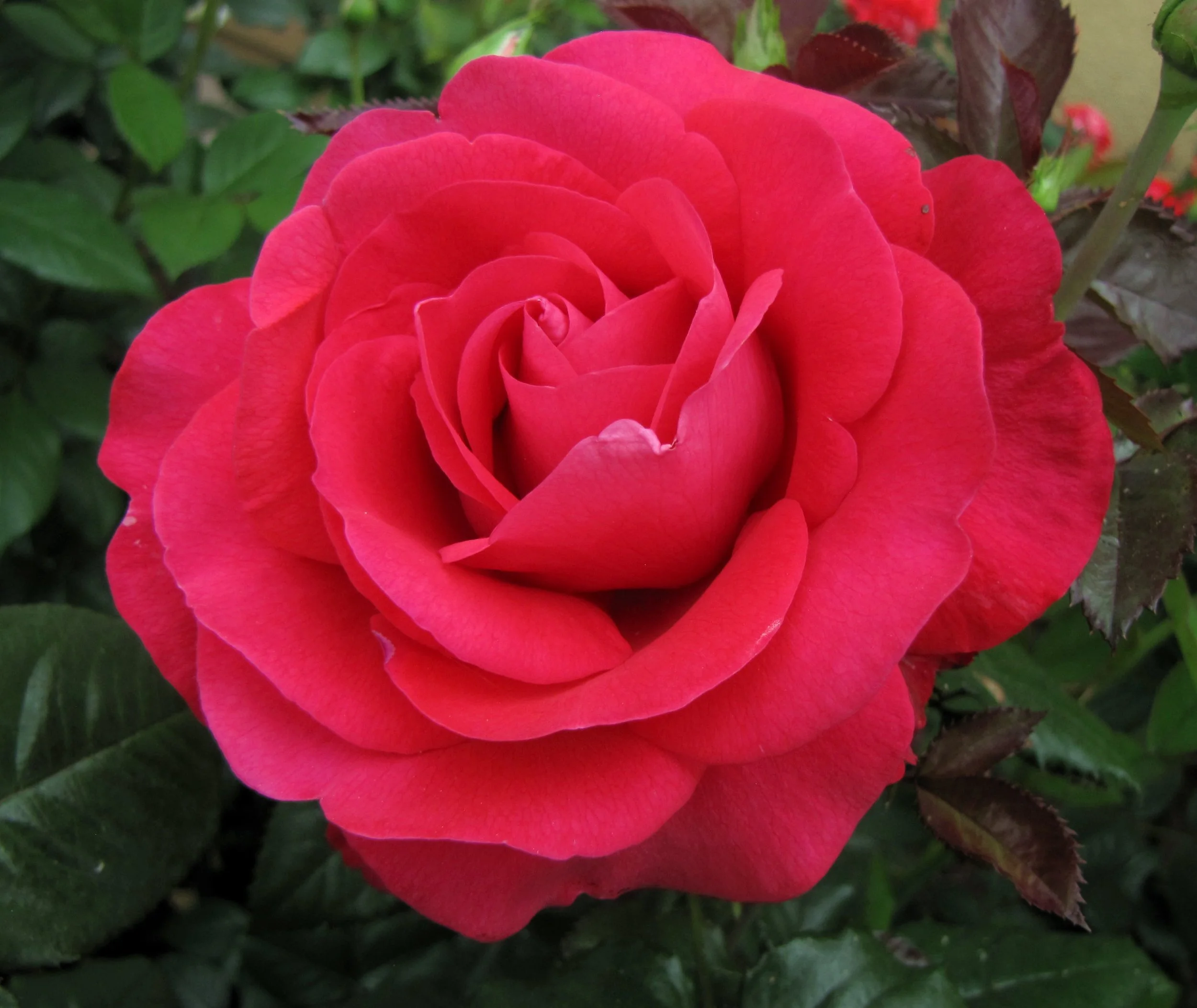 01_Rose_InLoveAgain_Bloom_a.jpg