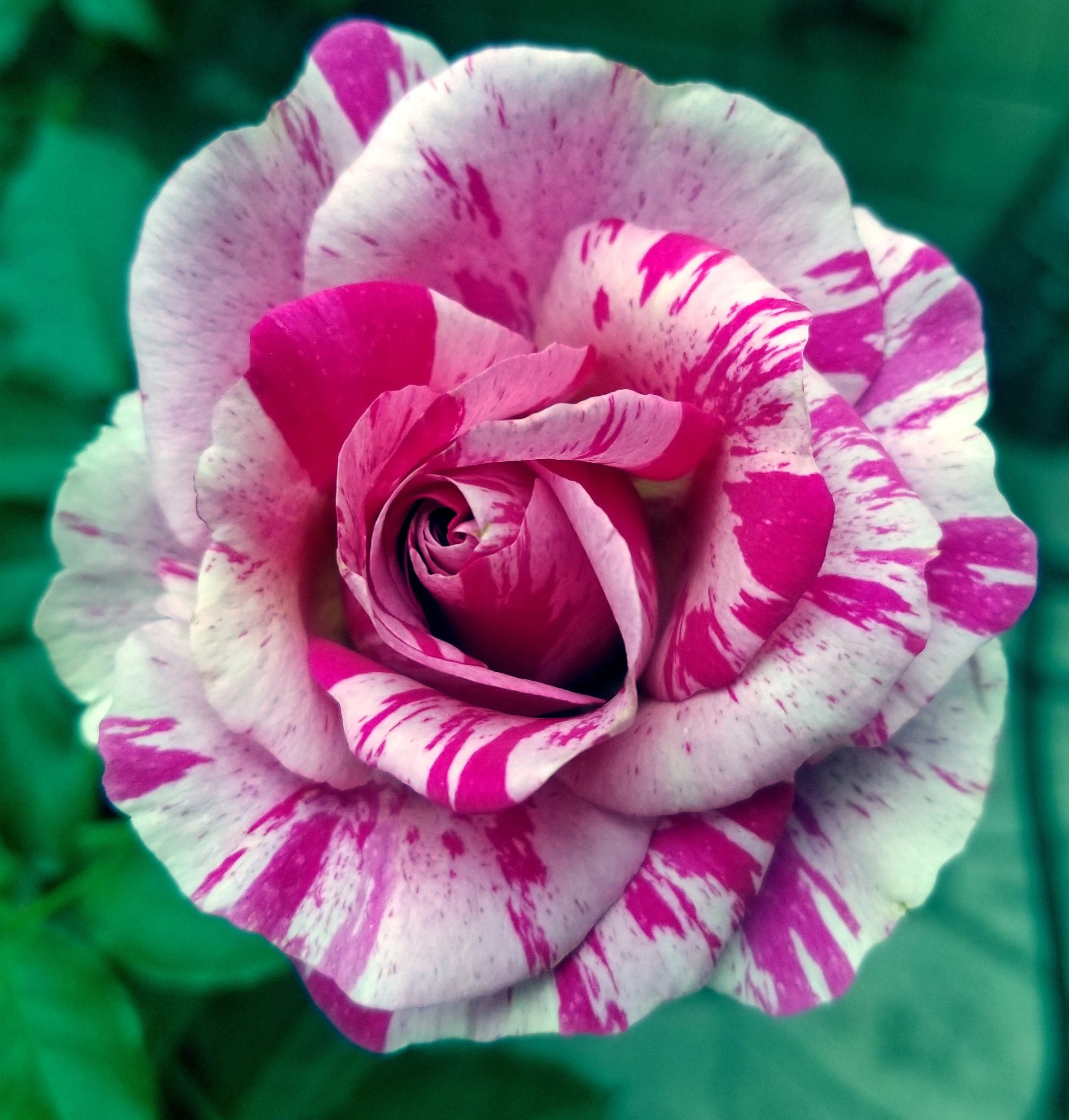02_Rose_FlySoHigh_Bloom.jpg