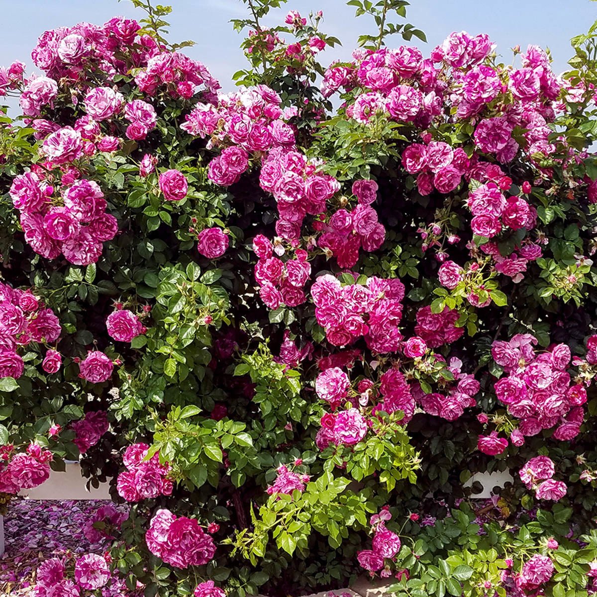 93345_FlySoHighClimbingRose_Main_SH.jpg