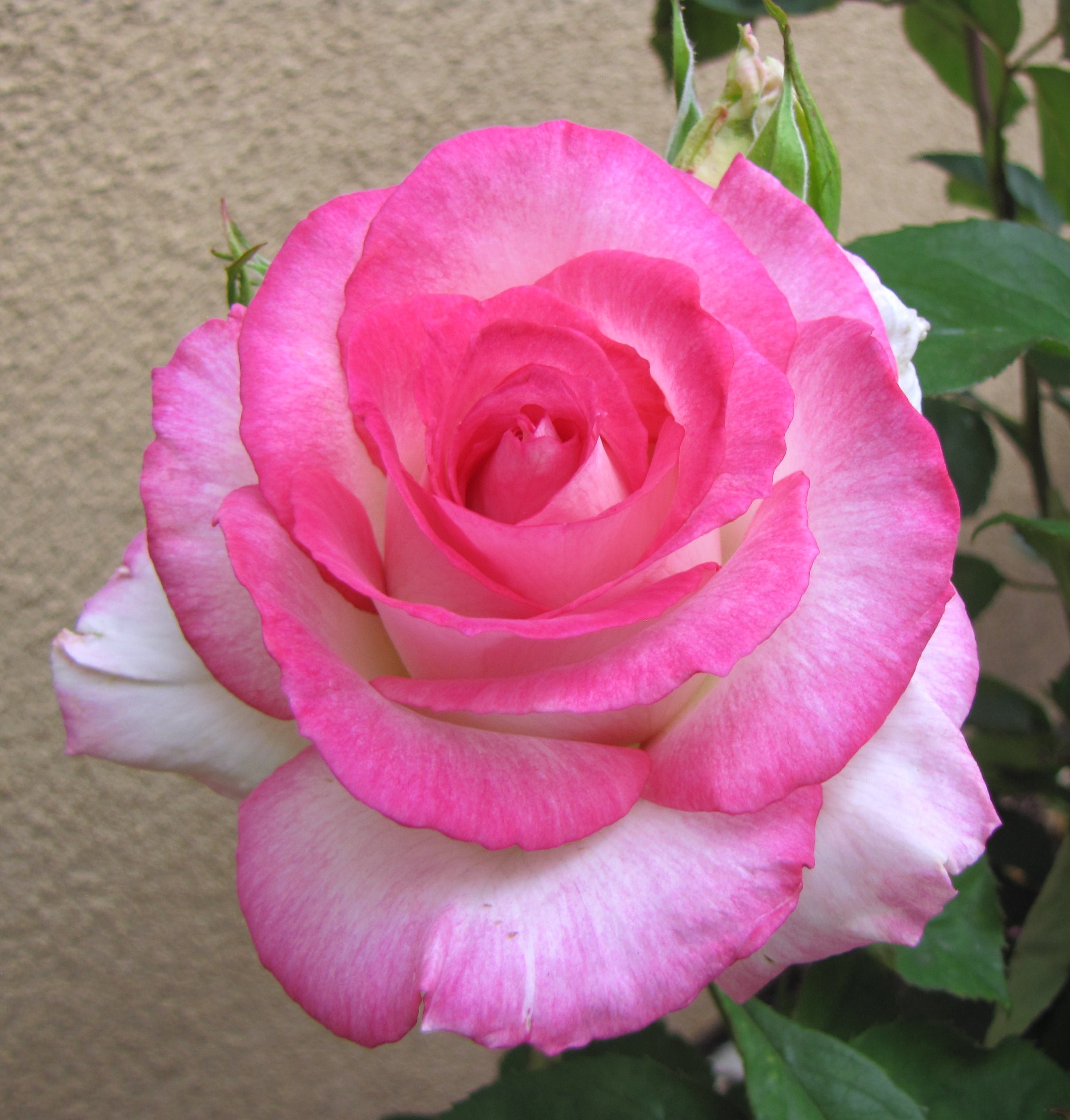 05_Rose_AngelicVeil_89bb167e-a05d-490a-a0df-d8598bd0ff12.jpg