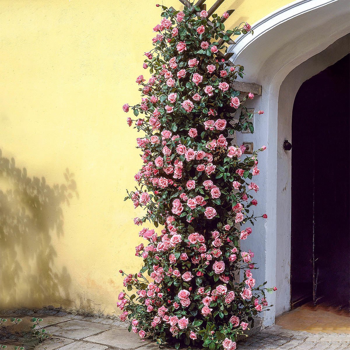 74249_ZEPHIRINEDROUHINCLIMBINGROSE-JB_Main_SH.jpg