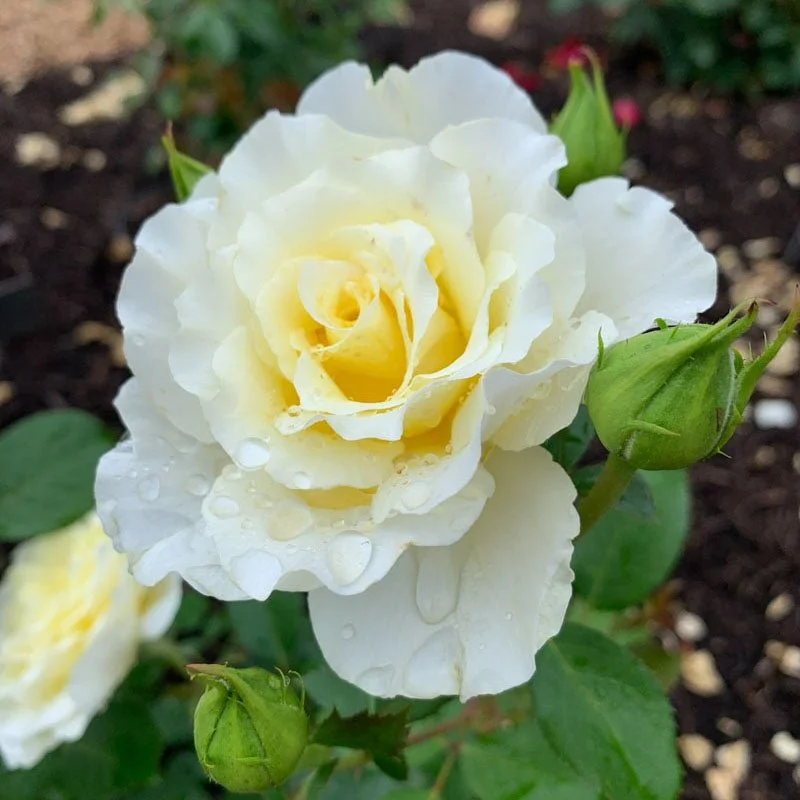 Rosa_Loveland_Trials_5662.jpg