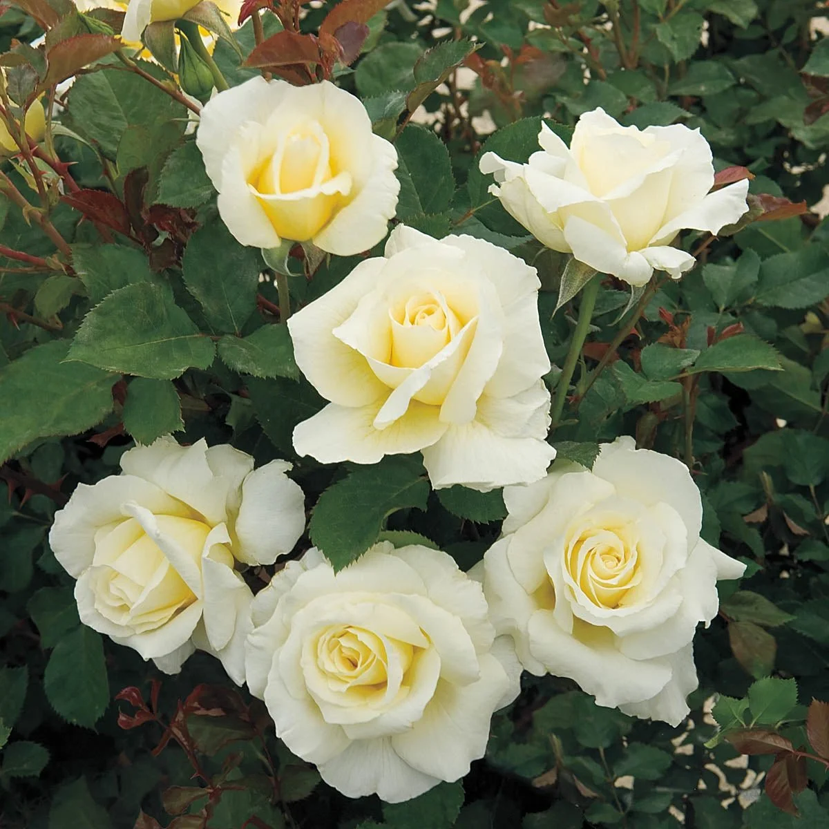 62039_WhiteLicoriceTMFloribundaRose_Main.jpg