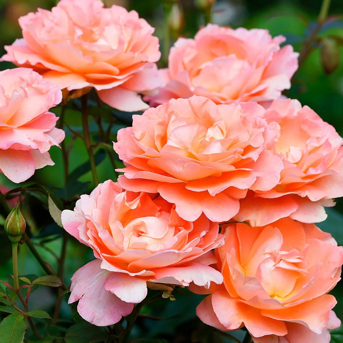 93605_WESTERLANDCLIMBINGROSE_Alt1.jpg