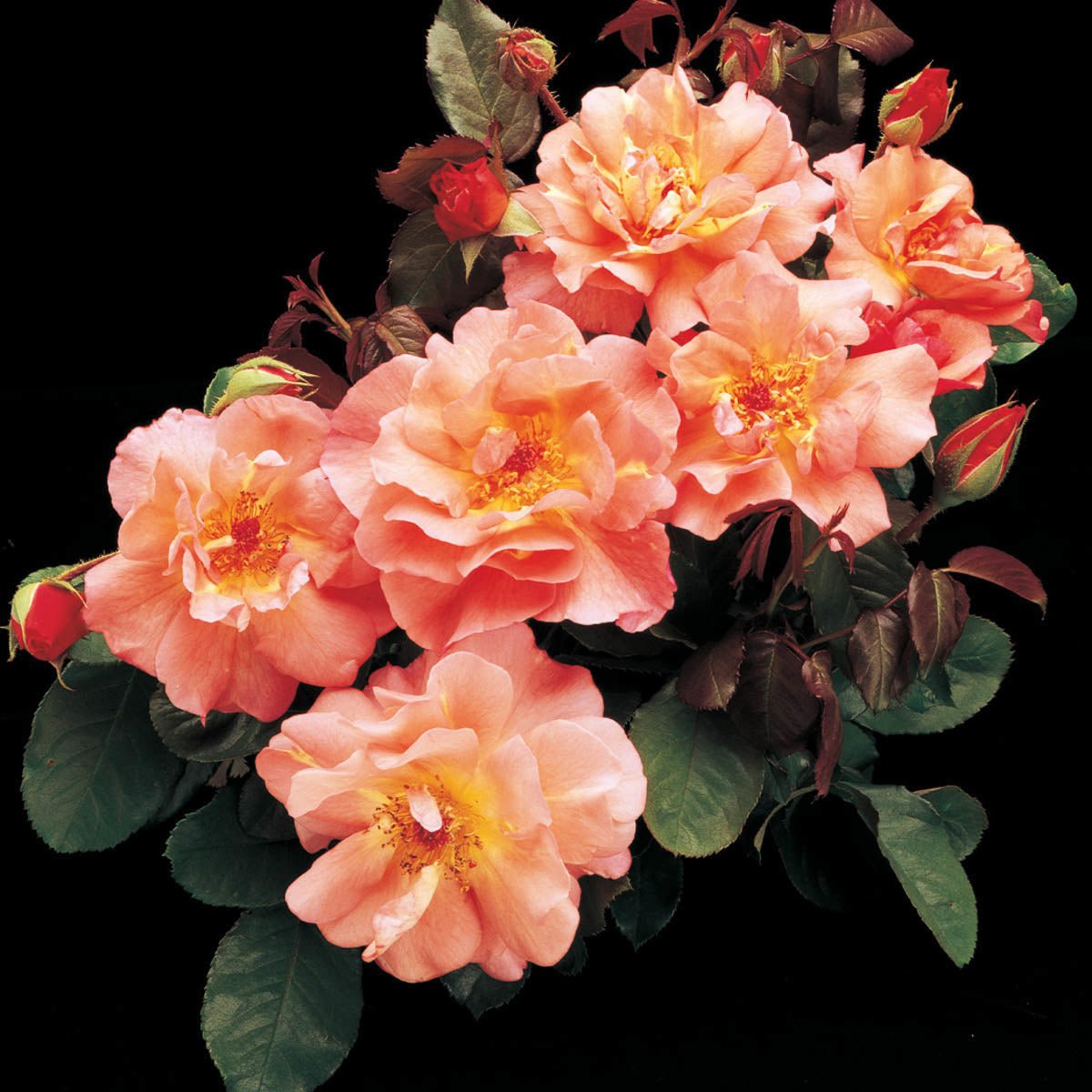 93605_WesterlandClimbingRose_Main_GU.jpg