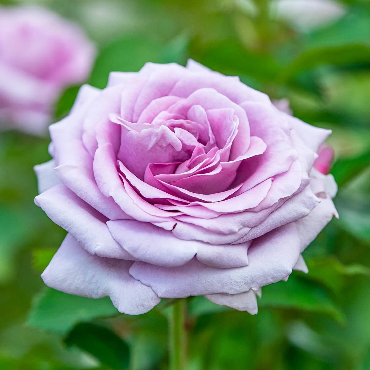 75723_1_VIOLET_SPRIDETMFLORIBUNDAROSE_Main_SH.jpg