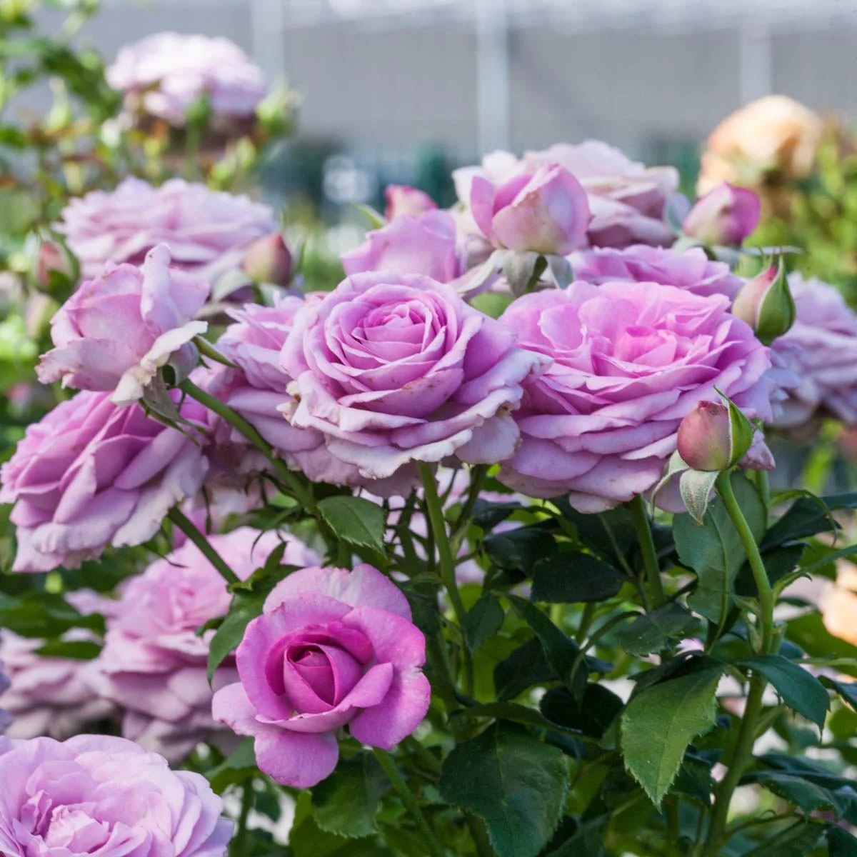 93586_VIOLET_SPRIDETMFLORIBUNDAROSE_Alt3.jpg