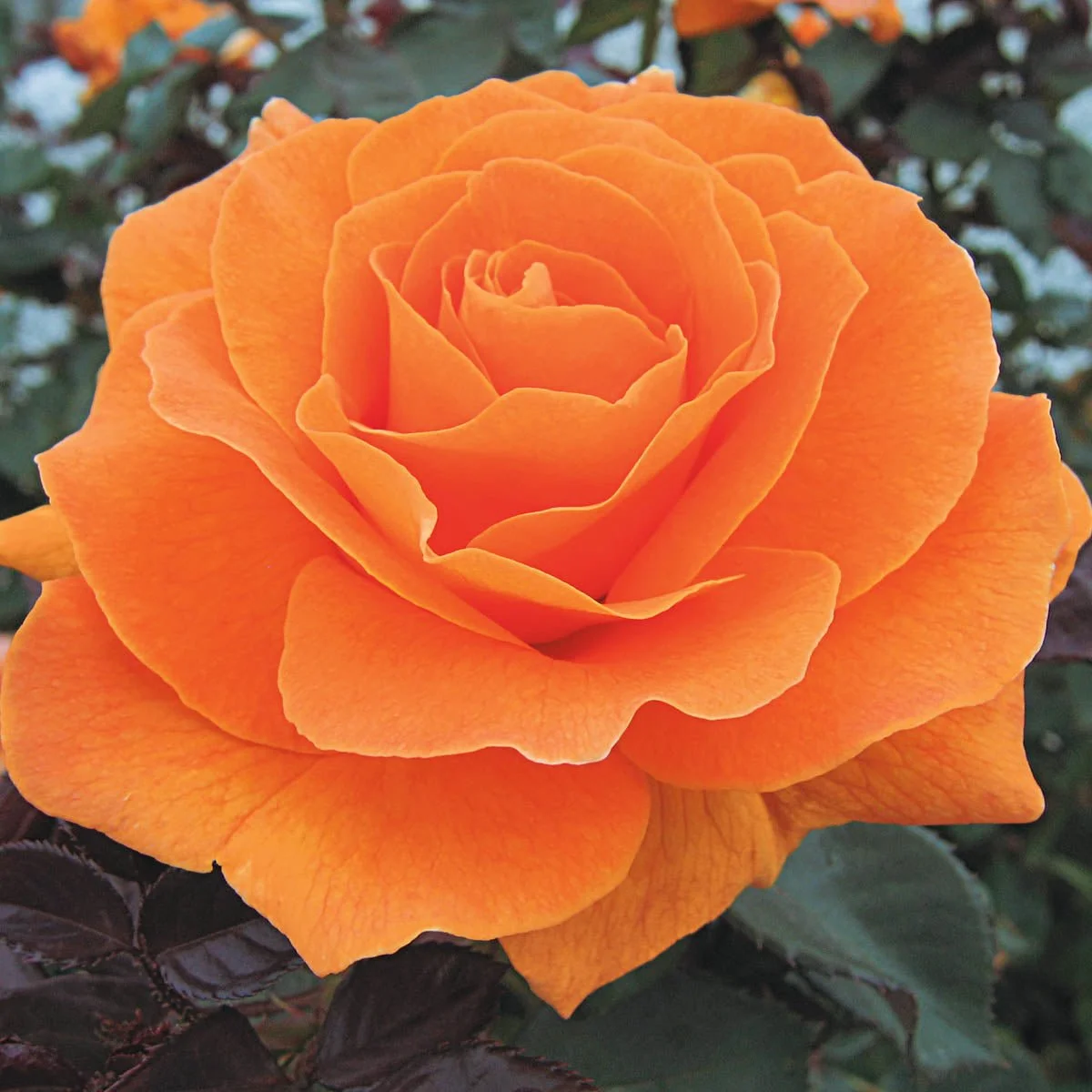 90430_VAVOOMFLORIBUNDAROSEFORTUNIANA_Main_SH.jpg