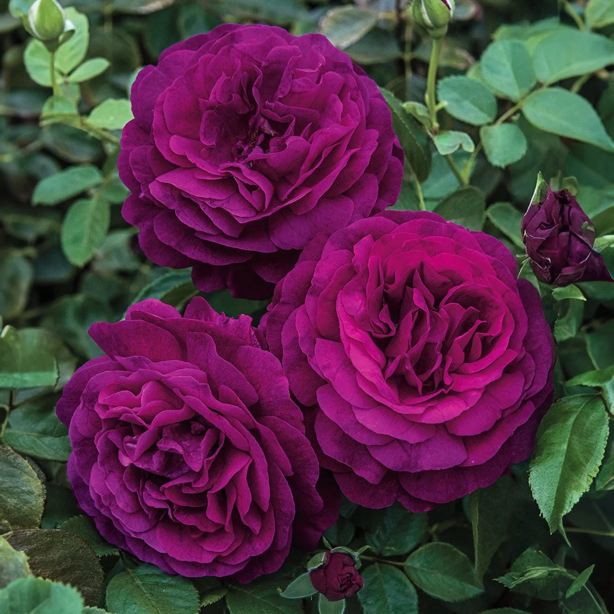 95583_TwilightZoneGrandifloraRose_Main_BR-1.jpg