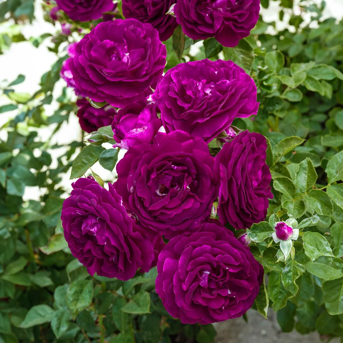 95583_Twilight-Zone-Grandiflora-Rose_Alt2_BR.jpg