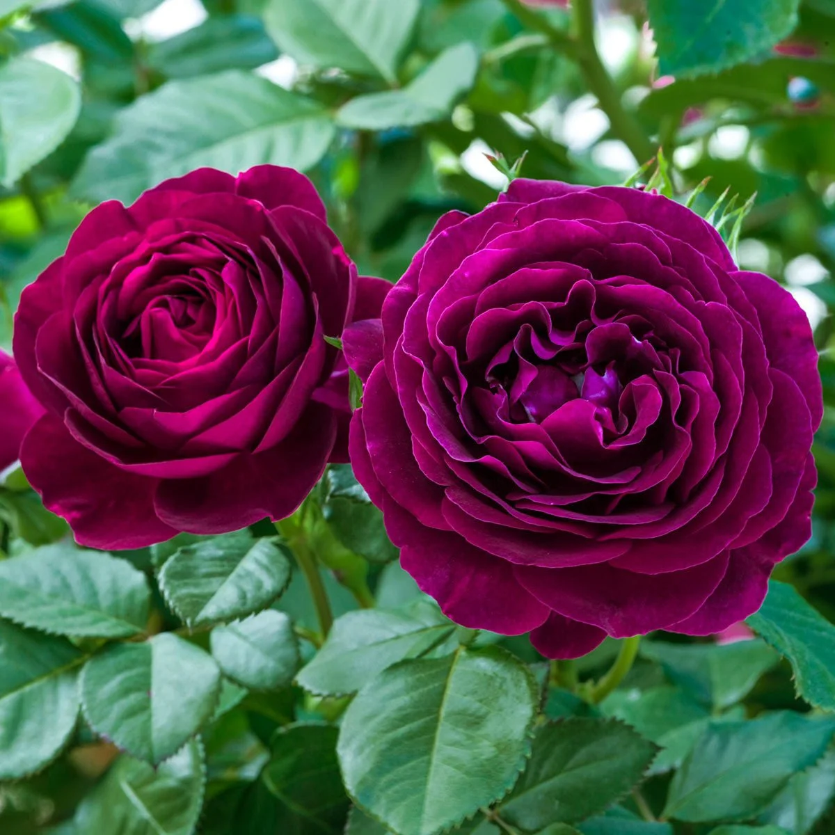95583_Twilight-Zone-Grandiflora-Rose_Alt1_BR.jpg
