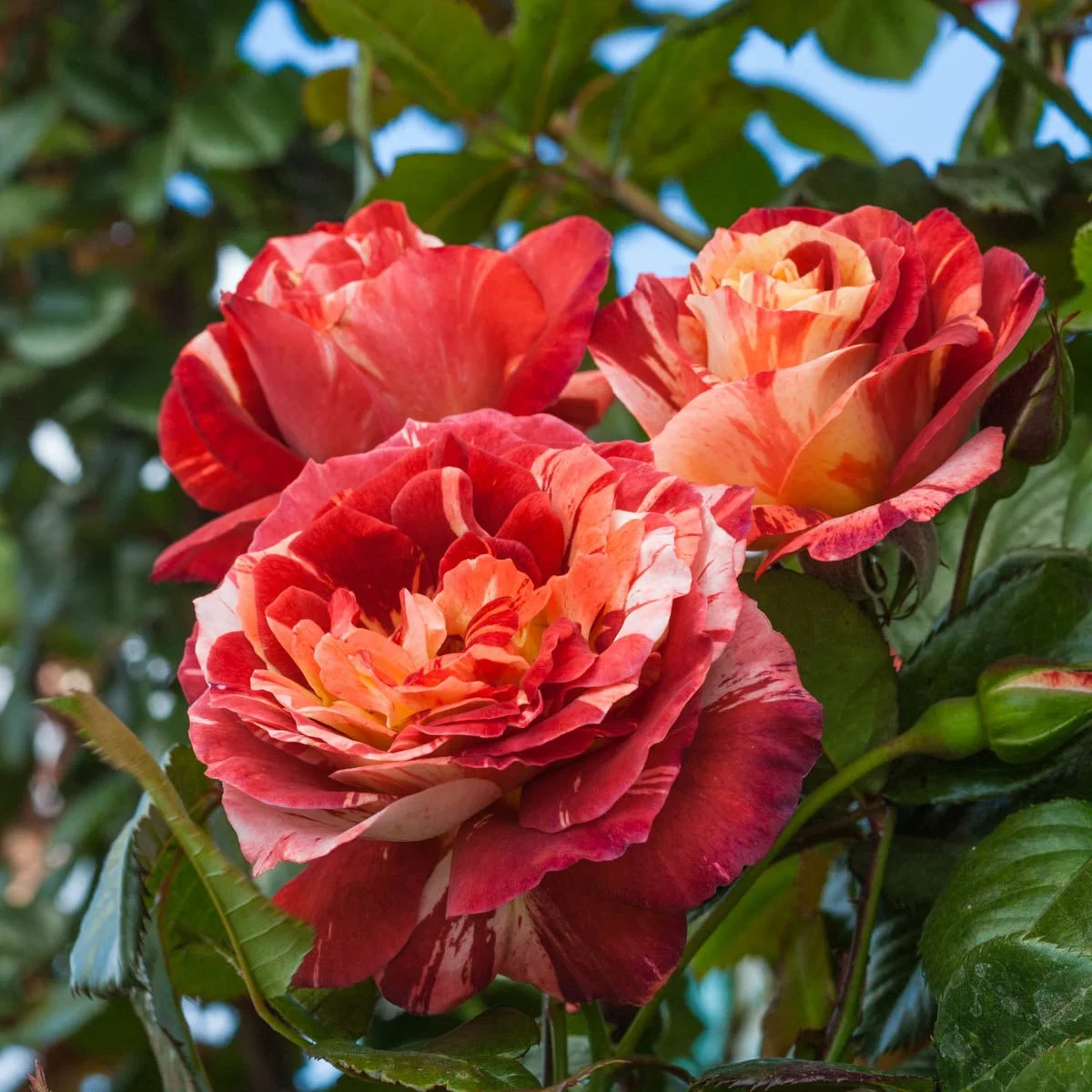 74248_TropicalLightningClimbingRose_Main_BR.jpg