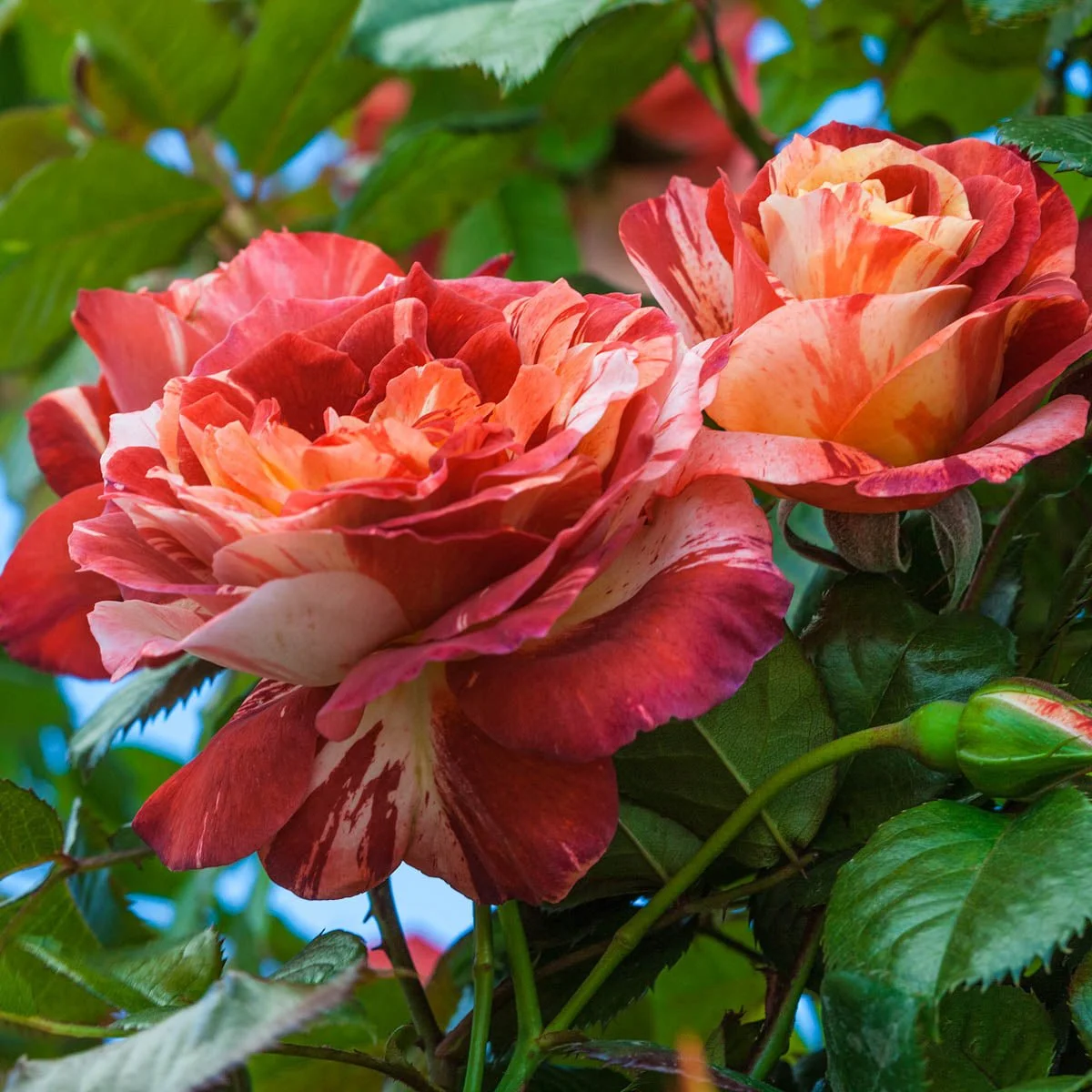 74248_TROPICALLIGHTNINGTMCLIMBINGROSE_Main_MB.jpg