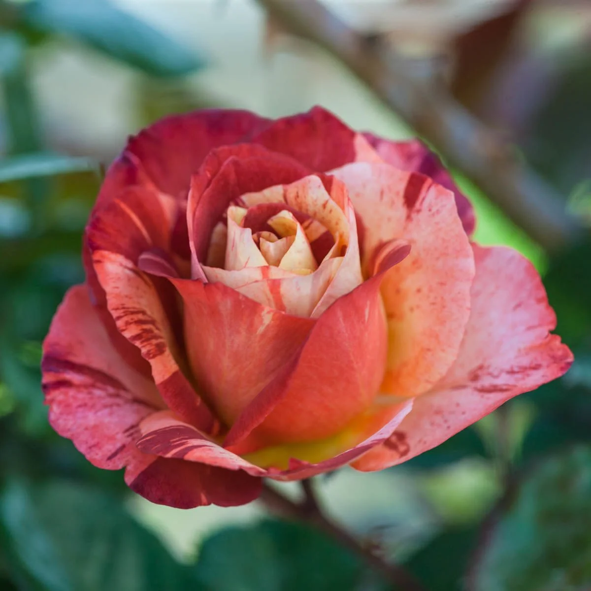 74248_TropicalLightningClimbingRose_Alt1_BR.jpg