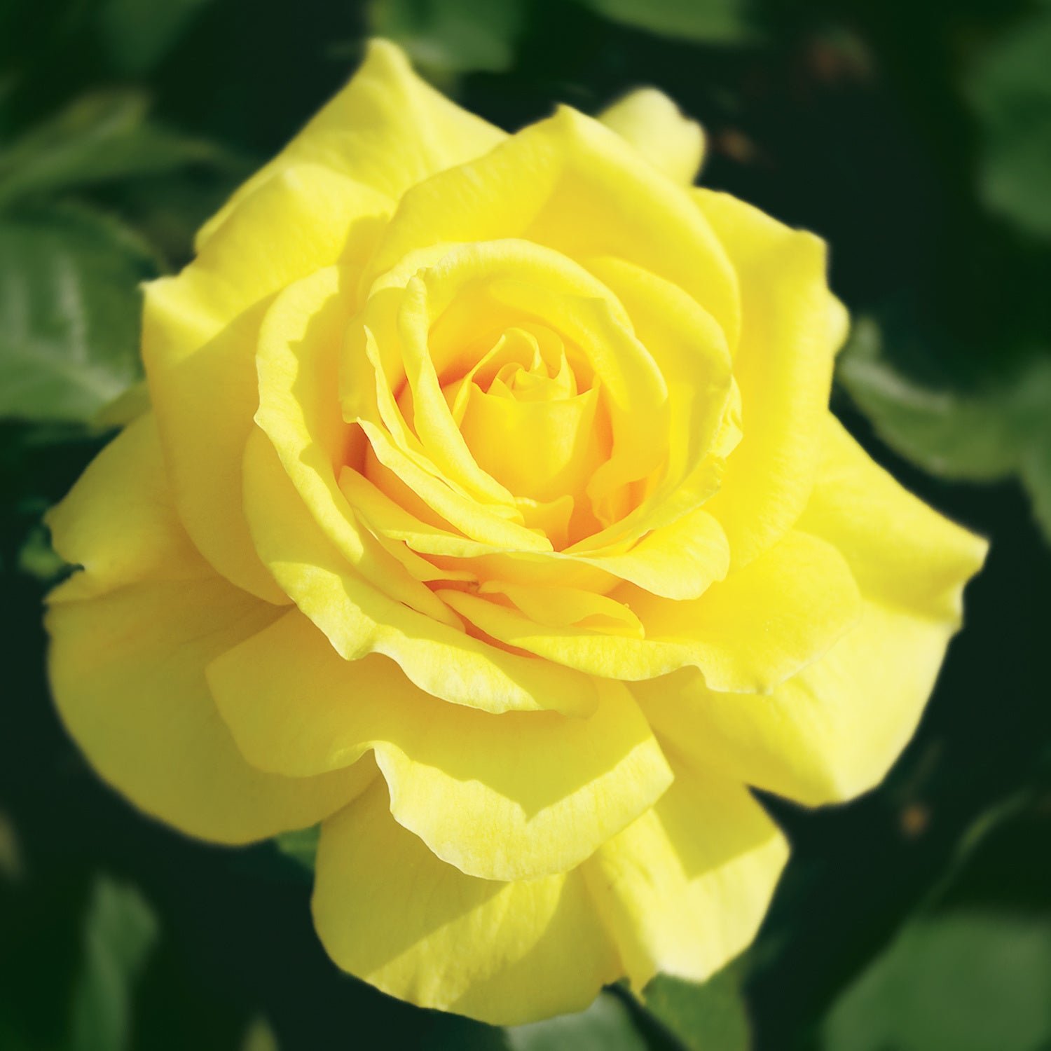 79298_RoseSunsprite_MAIN.jpg