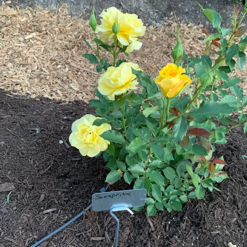 Rosa_Loveland_Trials_5022.jpg