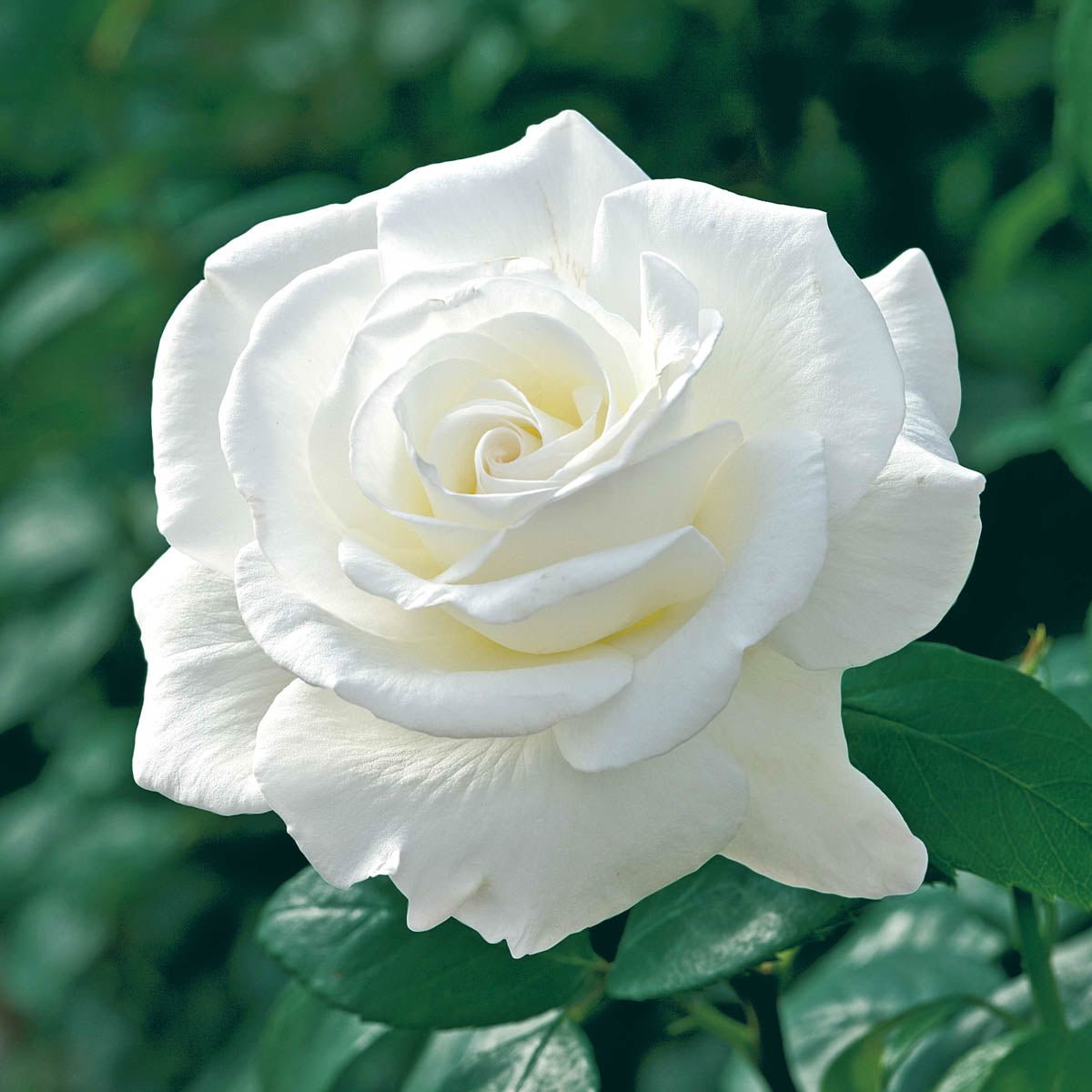 95582_SugarMoon_HybridTeaRose_Main_BR.jpg