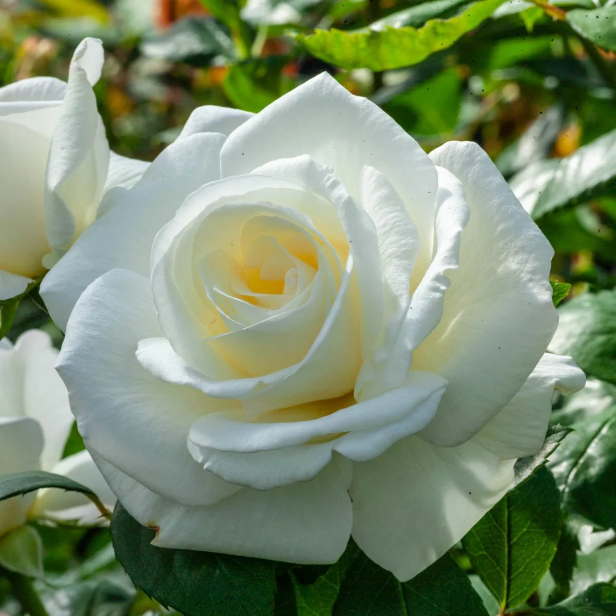 95582_SugarMoon_HybridTeaRose_Alt2_BR.jpg