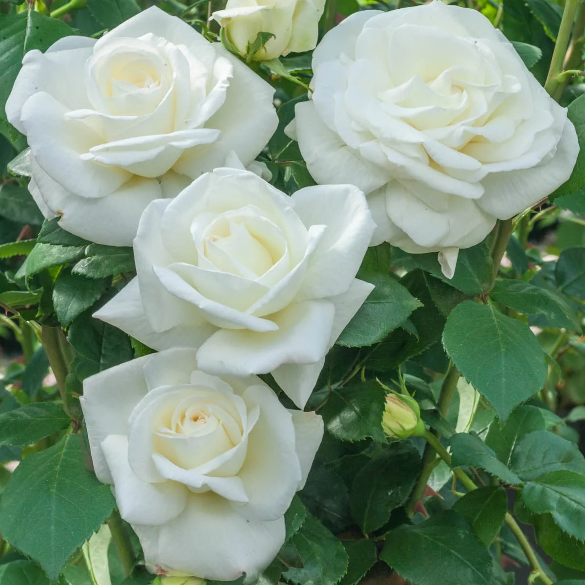 95582_SugarMoon_HybridTeaRose_Alt1_BR.jpg