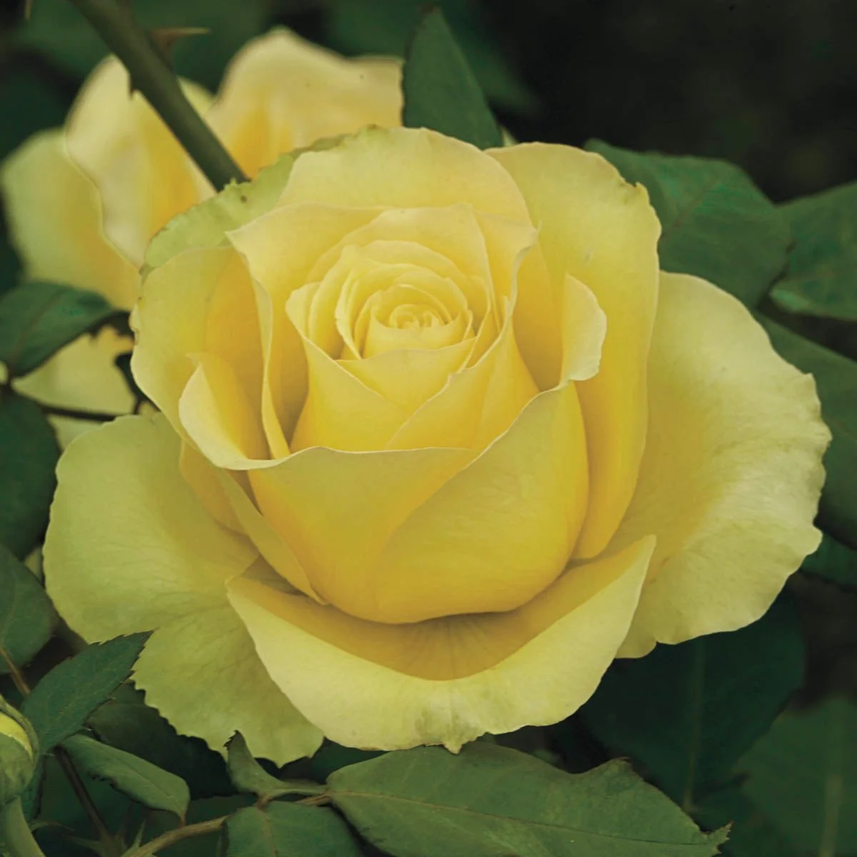 99528_St.PatrickTreeRose_Main_GU.jpg