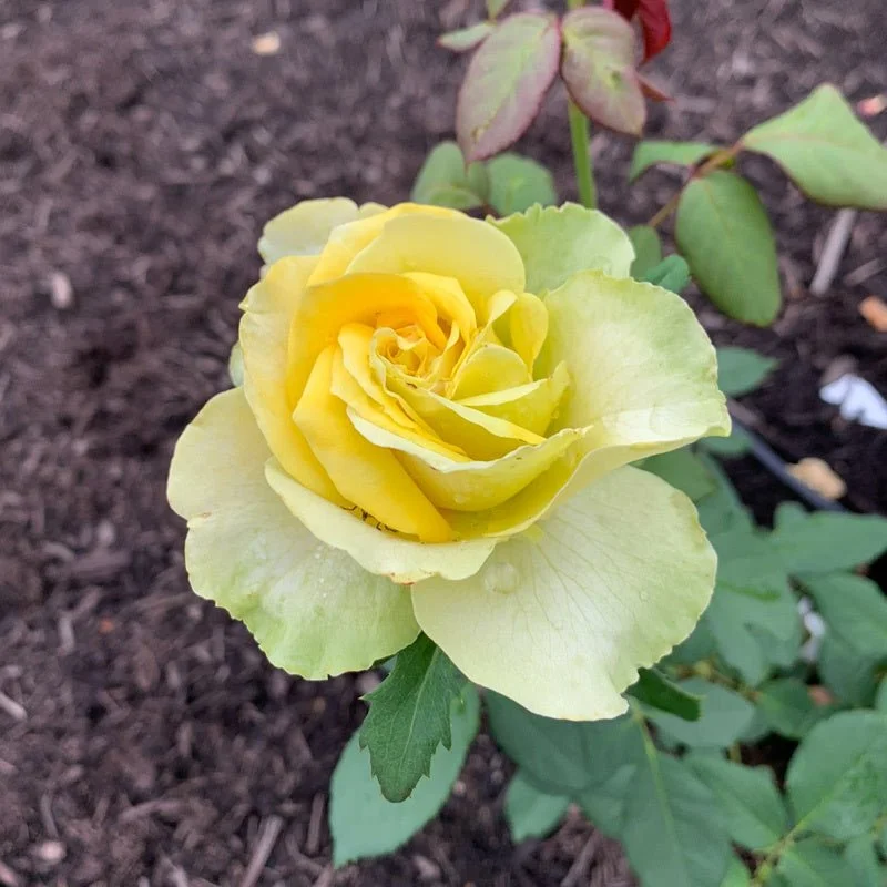 Rosa_Loveland_Trials_5730.jpg