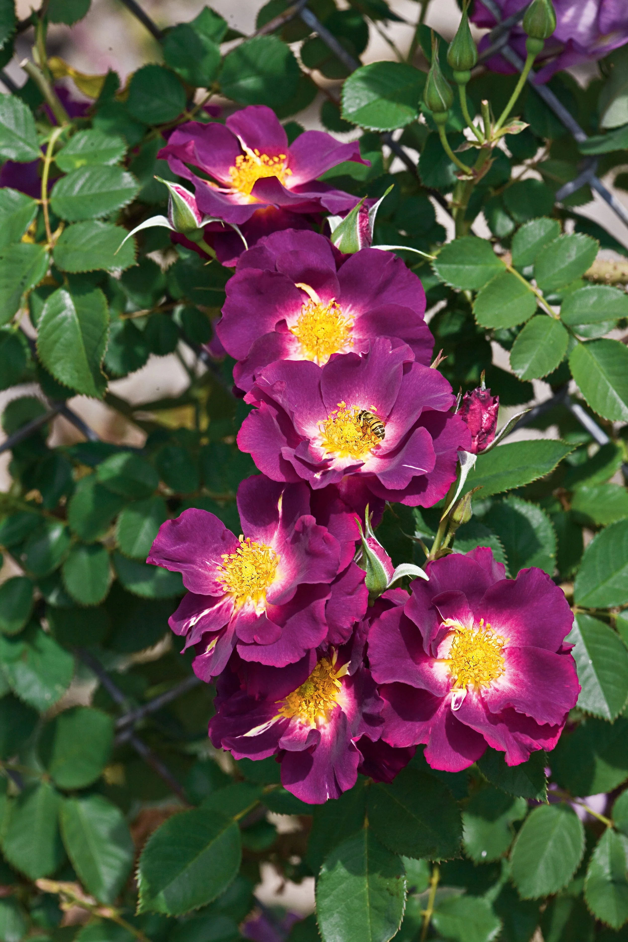 ROSA_StormyWeather_1041575.jpg